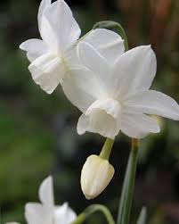 Narcissus Petrel Jonquille Fleurs Printemps Narcisse