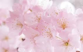 We hope you enjoy our growing collection of hd images to use as a background or home screen for your please contact us if you want to publish an aesthetic flower wallpaper on our site. Beautiful Sakura Flower Wallpaper Desktop H748881 Light Pink Cherry Blossom 1920x1200 Download Hd Wallpaper Wallpapertip