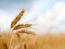Tarile Cu Cel Mai Mare Potential Agricol Si Cat Costa Un Hectar De Pamant In Fiecare