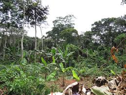 Image result for Eremospatha haullevilleana