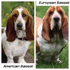Difference Between European Vs American Basset Hound