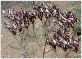 Image result for Kalanchoe brachyloba