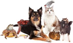 Pin On Lifestyles With Dogs