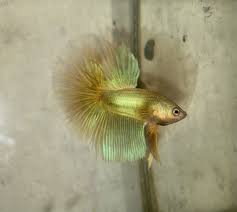 This eventually produced a copper color was very thick and heavy. Mint Gold Halfmoon Manila Quality Betta Fish Facebook