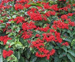 Image result for Clerodendrum silvanum