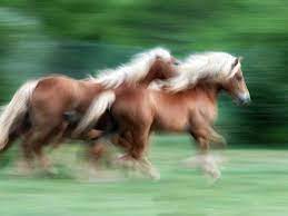 Wild horse colt in the pryor mountains of montana running through spectacular wildflower flora in the meadow. Cool Horse Name Ideas Pethelpful