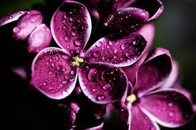 If there is no picture in this collection that you like, also look at other collections of backgrounds on our site. 5k 8k Drops Lilac Purple 4k 4k Wallpaper Hdwallpaper Desktop Macro Flower Flower Background Wallpaper Realistic Flower Drawing