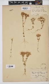 Image result for Sclerocarpus africanus