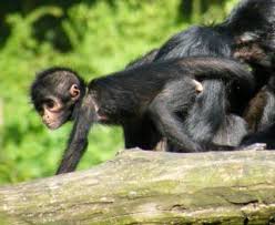 Meanwhile geoffrey continues to follow his fathers orders in managing the xian guild and the workshop district, waiting for isobelle to return. Zootierlistehomepage