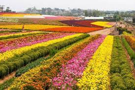 We did not find results for: The Flower Fields Closed Visit Oceanside