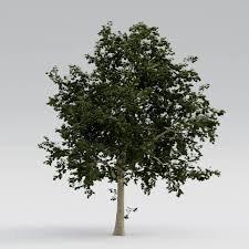 In selecting trees for planting near your house, space them as far away from the structure as the tree will mature in height. Norway Maple Mature V2 The3dgarden Library For 3ds Max