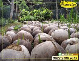 Matag f1 benih kelapa matag f2 benih kelapa pandan siam benih kelapa sawit benih kuinin kawin benih kundang madu kawin benih kopi benih 013 261 1122.whatsapp. Wa 0822 2388 7633 Foto Jual Bibit Kelapa Kopyor Bibit Kelapa Hijau Bibit Kelapa Pandan Wangi Bali Di 2020 Kelapa Hijau Petani