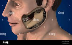 Fracture de la mâchoire Banque de photographies et d'images à haute  résolution