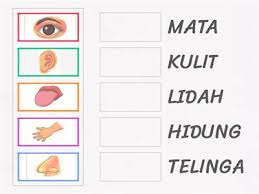Organ deria ketuk tikus mondok. Cara Penjagaan Organ Deria Sumber Pengajaran