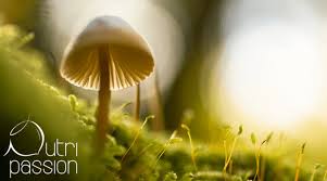 Verkäufer aus dem ausland können ihnen artikel regulär über einen internationalen versandservice zuschicken. Pilze Nahrung Fur Mensch Tier Und Wald Nutripassion De