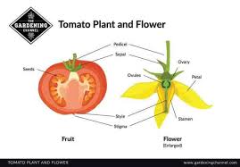 Once most of the flower buds have been produced, fruit grows from older flowers. How To Hand Pollinate Your Tomato Flowers