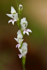 Image result for Gladiolus unguiculatus