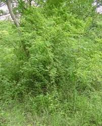 Image result for Phyllanthus gossweileri