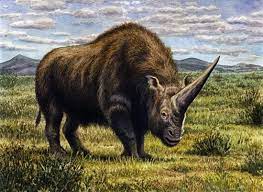 Wednesday Nov 28 2018 Once Upon A Time About 36 000 Years Ago Colossal Unicorns Frolicked Across The Extinct Animals Prehistoric Animals Ancient Animals