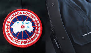 Once considered a symbol of wilderness, this goose has adapted well to civilization, nesting around park ponds and golf courses; How To Spot Fake Canada Goose Real Vs Fake Canada Goose Legit Check By Ch