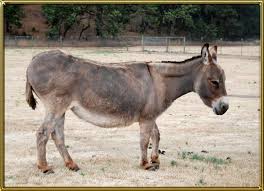 Five Things A New Donkey Owner Should Know Benson Ranch