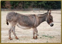 five things a new donkey owner should know benson ranch