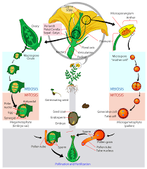 Glossary Of Plant Morphology Wikipedia