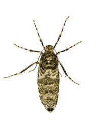 Image result for Operophtera brumata