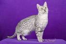 Egyptian Mau Breeders - breedlist