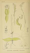 Image result for Satyrium coriophoroides