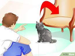 That can be another symptom of a 'saddle thrombus' or blood clot at the base of the spine, due to cardiomyopathy. How To Train A Cat Not To Jump On Your Furniture 9 Steps