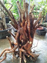 Tips Trick Memperoleh Bakalan Bonsai Yang Bagus