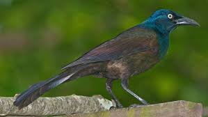 Image result for Pycreus gracillimus