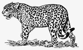 Thousands of high quality images available. Black Jaguar Png Images Transparent Black Jaguar Image Download Pngitem