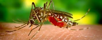 A puffy and reddish bump appearing a few minutes after the bite. Why Mosquitoes Like You The Most Science In The News