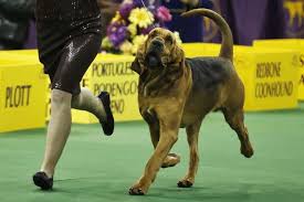 Past Winners And Competitors At The Westminster Dog Show Westminster Dog Show Dog Show Dogs