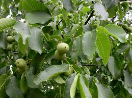 Image result for Juglandaceae