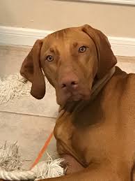 Check spelling or type a new query. Bozy S Vizslas