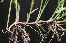 Image result for Kyllinga stenophylla