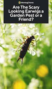 Reapply in one week, if necessary. Are The Scary Looking Earwigs A Garden Pest Or A Friend