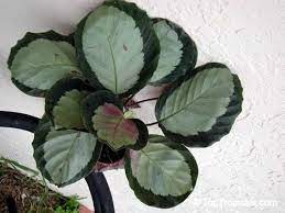 Pin On Houseplants Flowers