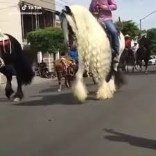 Beautiful Horse Video Beautiful Horses Horses Animals Beautiful