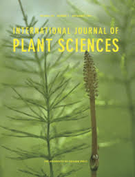 Image result for Synsepalum passargei