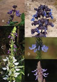 Image result for Coleus cylindraceus