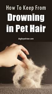Clorox.com has been visited by 10k+ users in the past month How To Get Rid Of Pet Hair In Your House Dog Hair Cleaning Pet Hair Removal Dog Hair