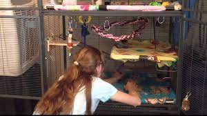 Cleaning Our Cn Rat Cage - Youtube