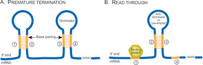 Attenuation An Overview Sciencedirect Topics