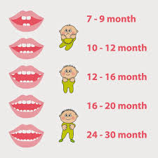 Nama lain gigi susu adalah gigi bayi, gigi sulung, gigi awal (primary teeth) dan deciduous teeth. Pertumbuhan Gigi Gigi Susu Pertama Pergigian Bachok Facebook