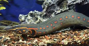 Fire Eel Shw Mastacembelus Erythrotaenia Aquarium Fish Aquarium Fish Tank Tropical Fish Aquarium
