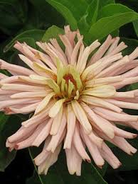The first flower is pinched after one month from the date of plantation so that 2 to 3 eyes bud will. Pin On Old Fashioned Zinnias